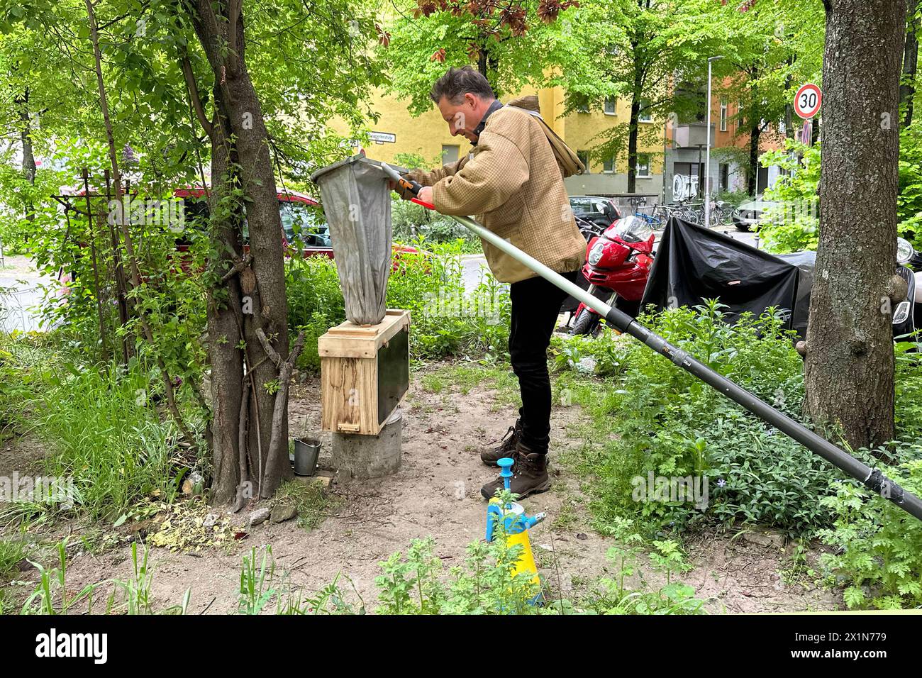 14.04.2024, Berlino, GER - Imker logiert einen eingefangenen Bienenschwarm in eine Schwarmfangkiste ein. 50-60 Jahre, Agrarwirtschaft, Alltag, aussen, Aussenaufnahme, Berlino, Beutel, Bienen, Bienenschwarm, Bienenenstaat, Bienenenvolk, deutsch, Deutschland, einfuellen, eingefangen, einlogieren, Europa, europaeisch, Fruehjahr, Fruehling, geschwaermt, Gesellschaft, Hilfsmittel, Hobby, Hobbyimker, Honigbienen, Imker, Jahreszeit, Kasten, Kaukasier, kaukasisch, Kiste, Landwirtschaft, Mann, Mensch, MRyes, persona, QF, Querformat, sacco, Schwarm, Schwarmfang, Schwarmfangbeutel, Schwarmfangkasten, Schwarmfang Foto Stock