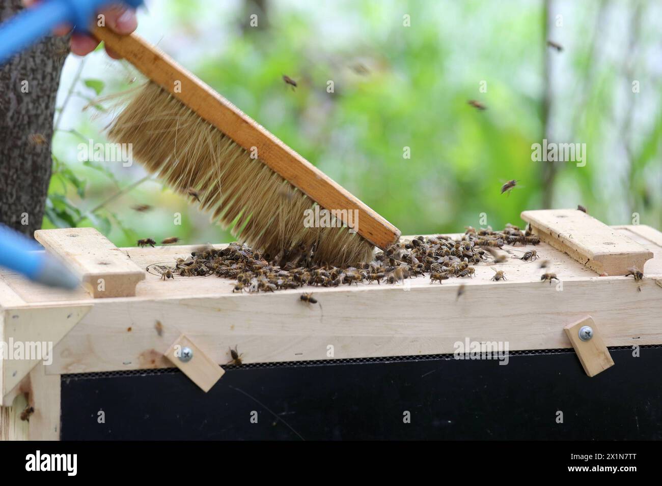 14.04.2024, Berlino, GER - Bienen werden in eine Schwarmfangkiste gefegt. Abfegen, Agrarwirtschaft, Alltag, aussen, Aussenaufnahme, Berlino, Bienen, Bienenschwarm, Bienenstaat, Bienenvolk, particolare, Detailaufnahme, deutsch, deutschland, Europa, europaeisch, fegen, Feger, Fruehjahr, Fruehling, geschwaermt, Hilfsmittel, Hobby, Hobbyimker, Honigbienen, Imker, Jahreszeit, Kasten, Kaukasier, kaukasisch, Kiste, Landwirtschaft, Natur, niemand, QF, Querformat, Schwarm, Schwarmfang, Schwarmfangkasten, Schwarmfangkiste, Schwarmtrieb, Stadt, Tiere, Westeuropa, Wirtschaft 240414D855BERLIN.JPG *** 14 04 2024, Foto Stock