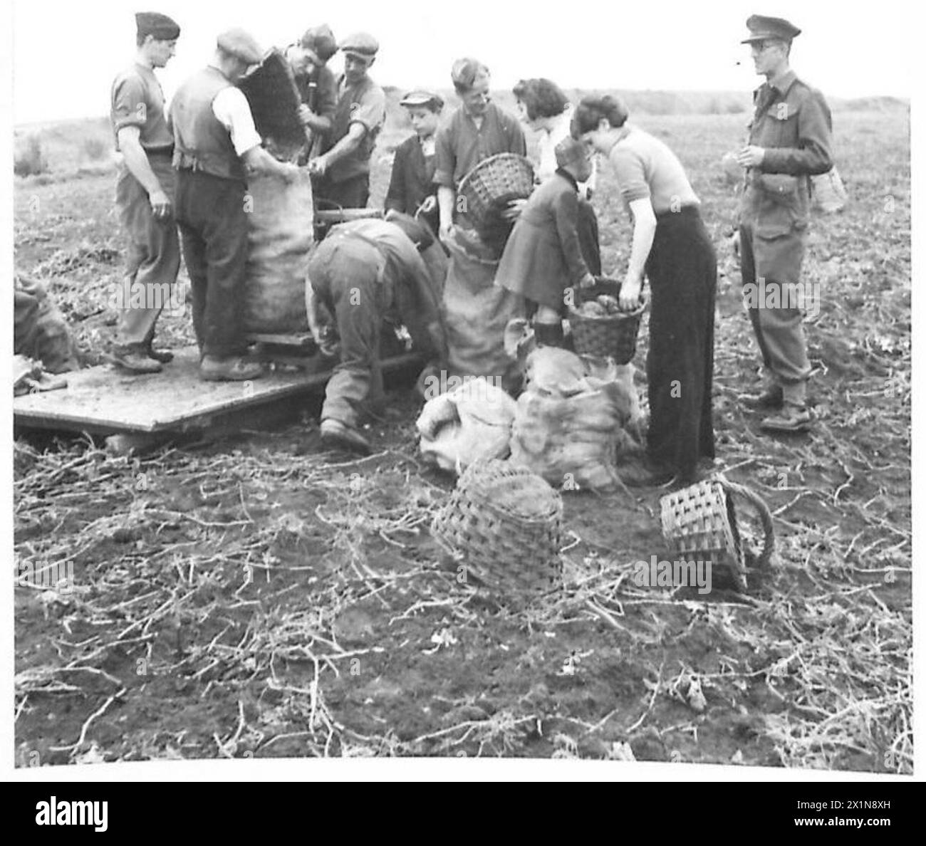 "TOMMY" AIUTA I RACCOGLITORI: Soldati, ragazze e contadini lavorano insieme, riempiendo sacchi di patate e pesandole, nei campi, nell'esercito britannico Foto Stock