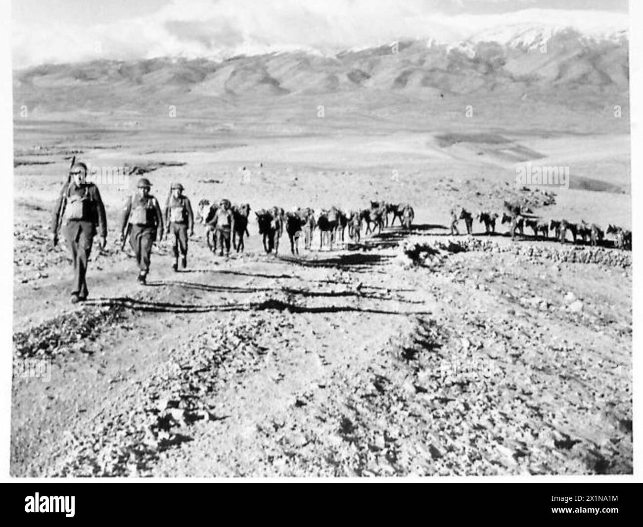 I muli del cipriota Mule Corps trasportano rifornimenti attraverso il terreno montuoso del Libano, sostenendo le opere di difesa dell'esercito britannico e dimostrando la durabilità degli animali. Foto Stock