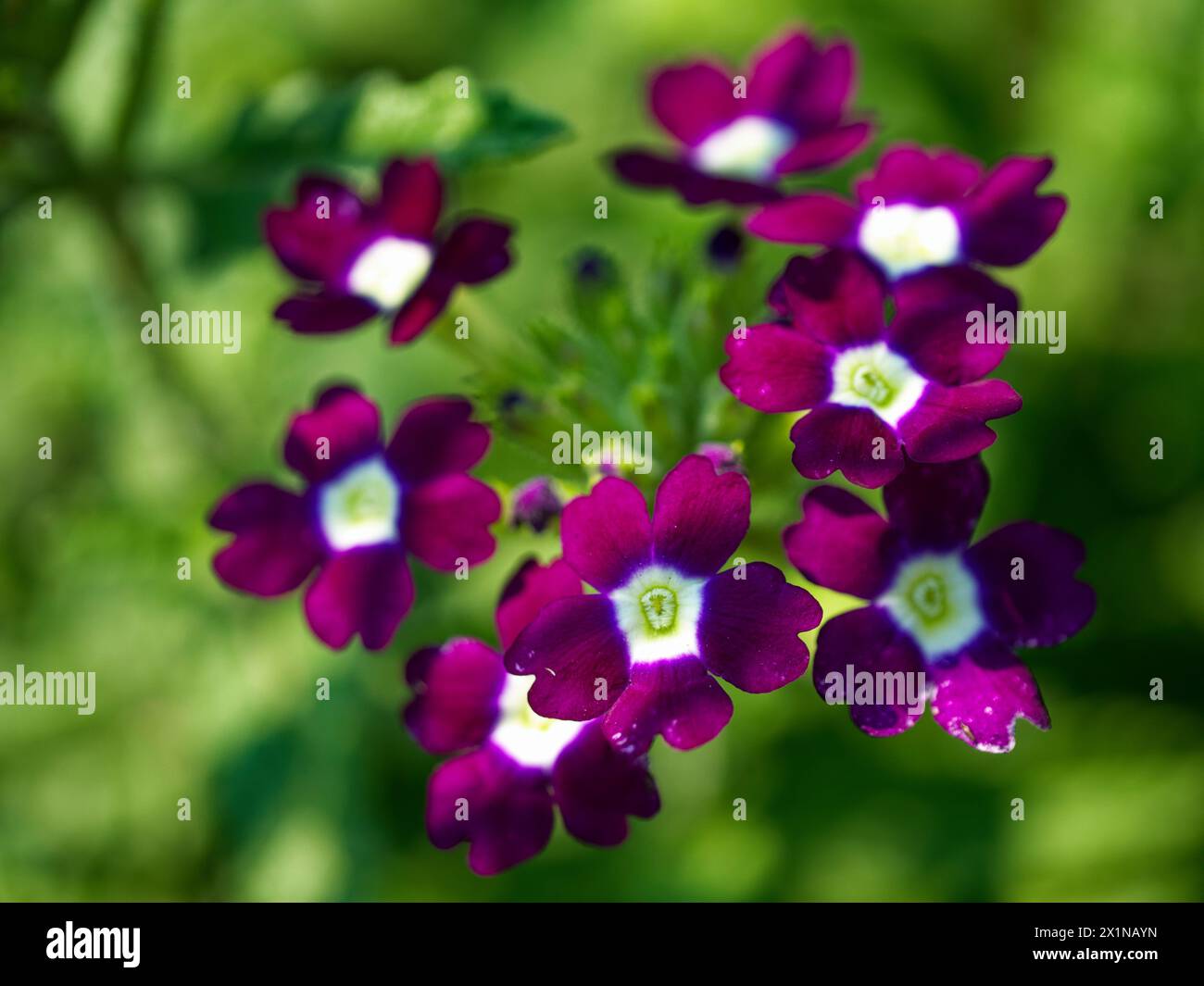 Un vivace spettacolo di fiori in fiore tra foglie e gemme verdi. Foto Stock