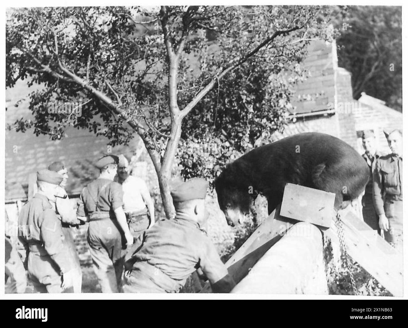 La mascotte dell'esercito britannico, un orso di nome Billy, si arrampica su un muro come parte di una dimostrazione o di un'attività cerimoniale. Foto Stock