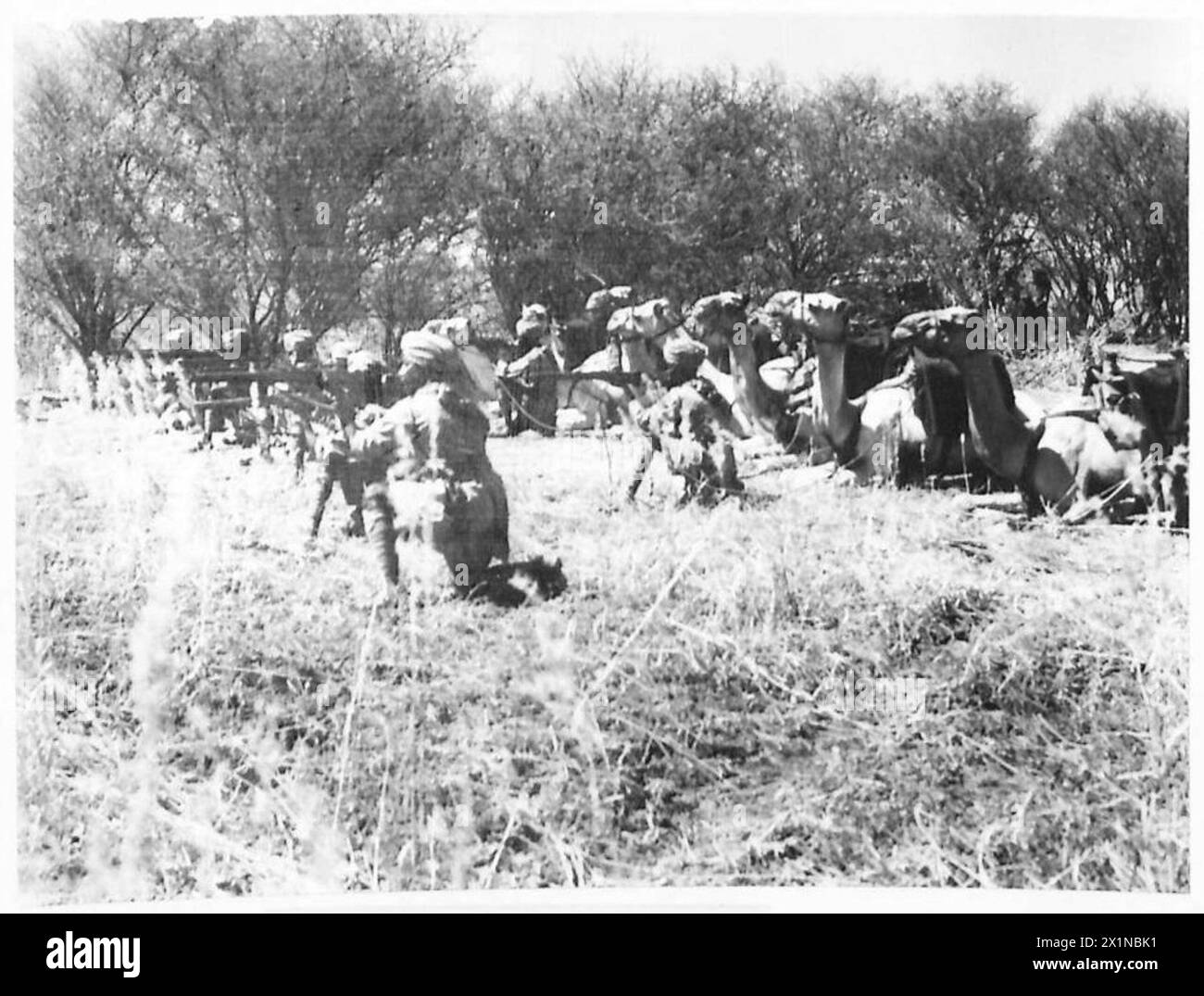 Una pattuglia di cammelli della forza di difesa sudanese attaccata alla 9th Indian Infantry Brigade opera nei pressi di Abu Derrisa, Sudan, nel novembre 1940, durante le operazioni dell'esercito indiano britannico. Foto Stock