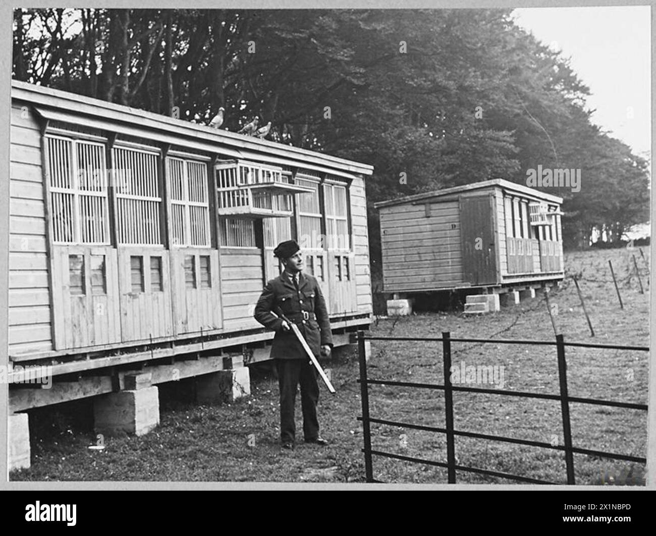 I PICCIONI PORTATORI USANO LE LORO ALI PER SERVIRE LA R.A.F. - 6860 (foto pubblicata nel 1942) la vera casa dei piccioni portatori, a qualche distanza dal campo. Il caporale al comando tiene d'occhio i loft con una pistola a fuoco per individuare i falchi che potrebbero colpire gli uccelli indifesi, la Royal Air Force Foto Stock