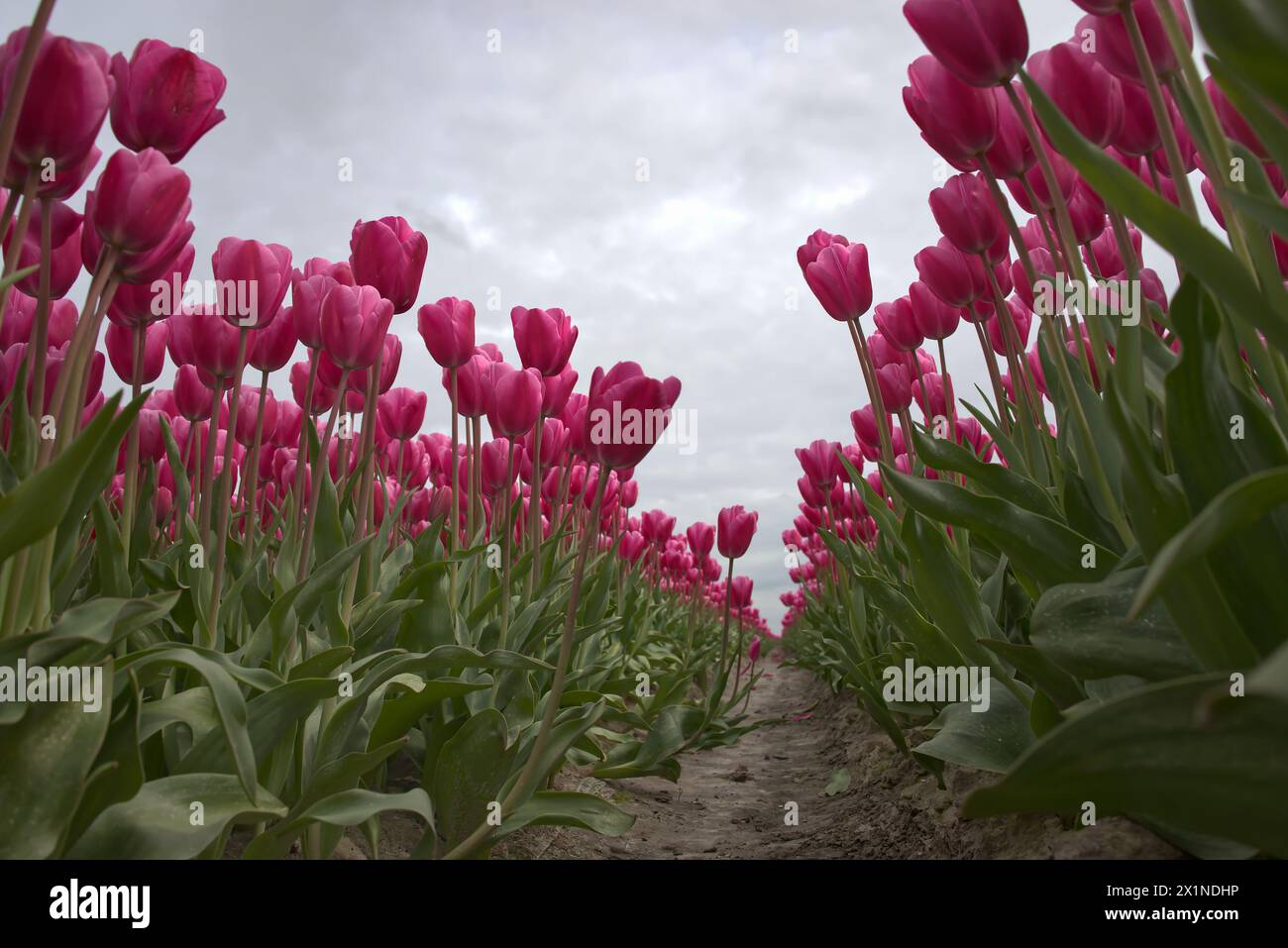 Tulpenveld ha incontrato il veel del tallone mooie kleuren en soorten. Foto Stock