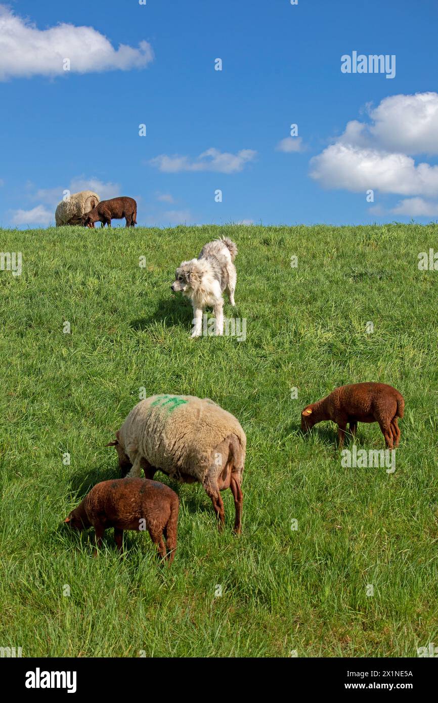 Cane custode del bestiame che protegge pecore, agnelli, diga dell'Elba vicino Bleckede, bassa Sassonia, Germania Foto Stock