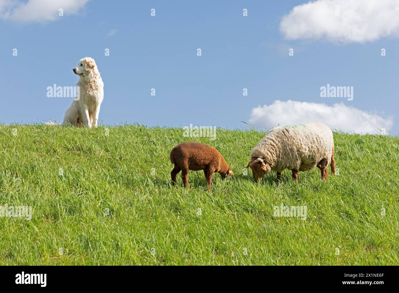 Cane custode del bestiame che protegge pecore, agnello, diga dell'Elba vicino Bleckede, bassa Sassonia, Germania Foto Stock