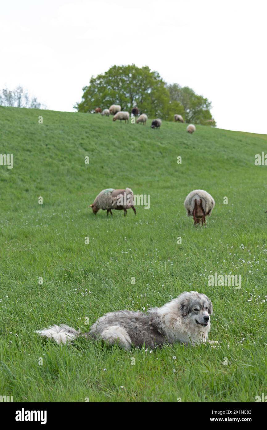 Cane custode del bestiame che protegge le pecore, diga dell'Elba vicino a Bleckede, bassa Sassonia, Germania Foto Stock
