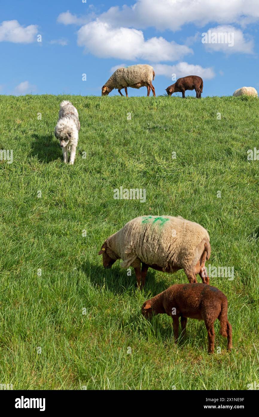 Cane custode del bestiame sottoutilizzato che cerca di catturare topi, pecore, agnelli, diga dell'Elba vicino Bleckede, bassa Sassonia, Germania Foto Stock