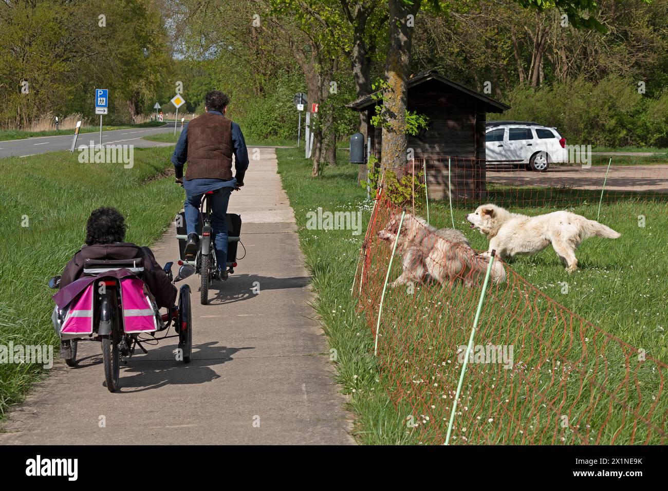 Cani guardiani del bestiame che abbaiano ai ciclisti di passaggio, diga dell'Elba vicino a Bleckede, bassa Sassonia, Germania Foto Stock