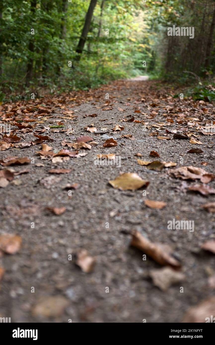 Percorso in una splendida foresta durante il mattino di sole. Dettagli bokeh e vista in prospettiva bassa. Foto Stock