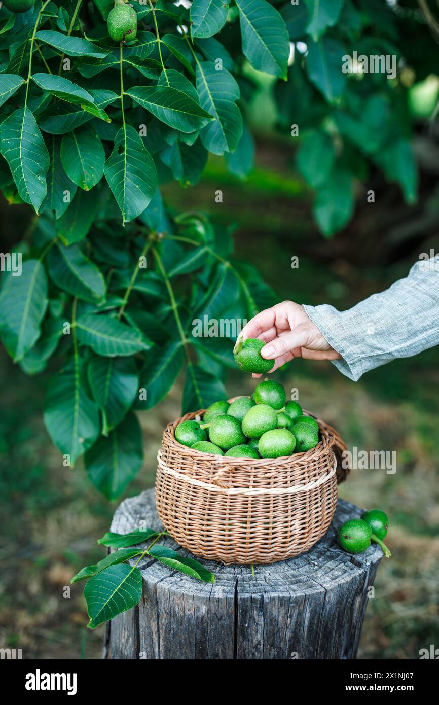Raccogliere a mano noci non maturi verdi nel cestello di vimini per preparare liquore alle noci fatto in casa Foto Stock