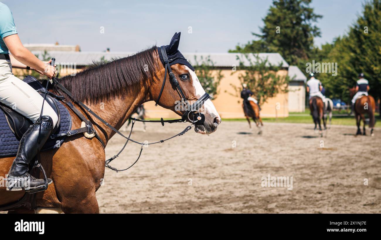 Addestramento dei cavalli nel paddock prima di saltare in uno spettacolo equestre. Competizione di sport animali. Equitazione con un fantino irriconoscibile Foto Stock