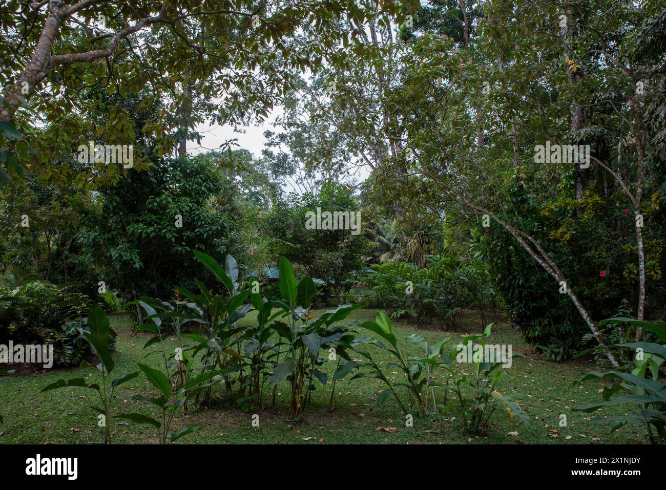 Foto dei giardini del Lodge and Spa a Pico Bonito, Parco Nazionale di Pico Bonito, vicino a la Ceiba, Honduras in un bellissimo pomeriggio. Foto Stock