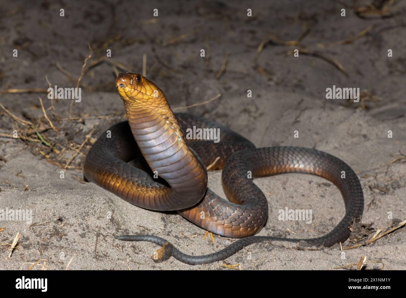 Un Cobra di Anchieta (Naja anchietae) altamente velenoso che mostra il suo impressionante cappuccio difensivo in natura Foto Stock