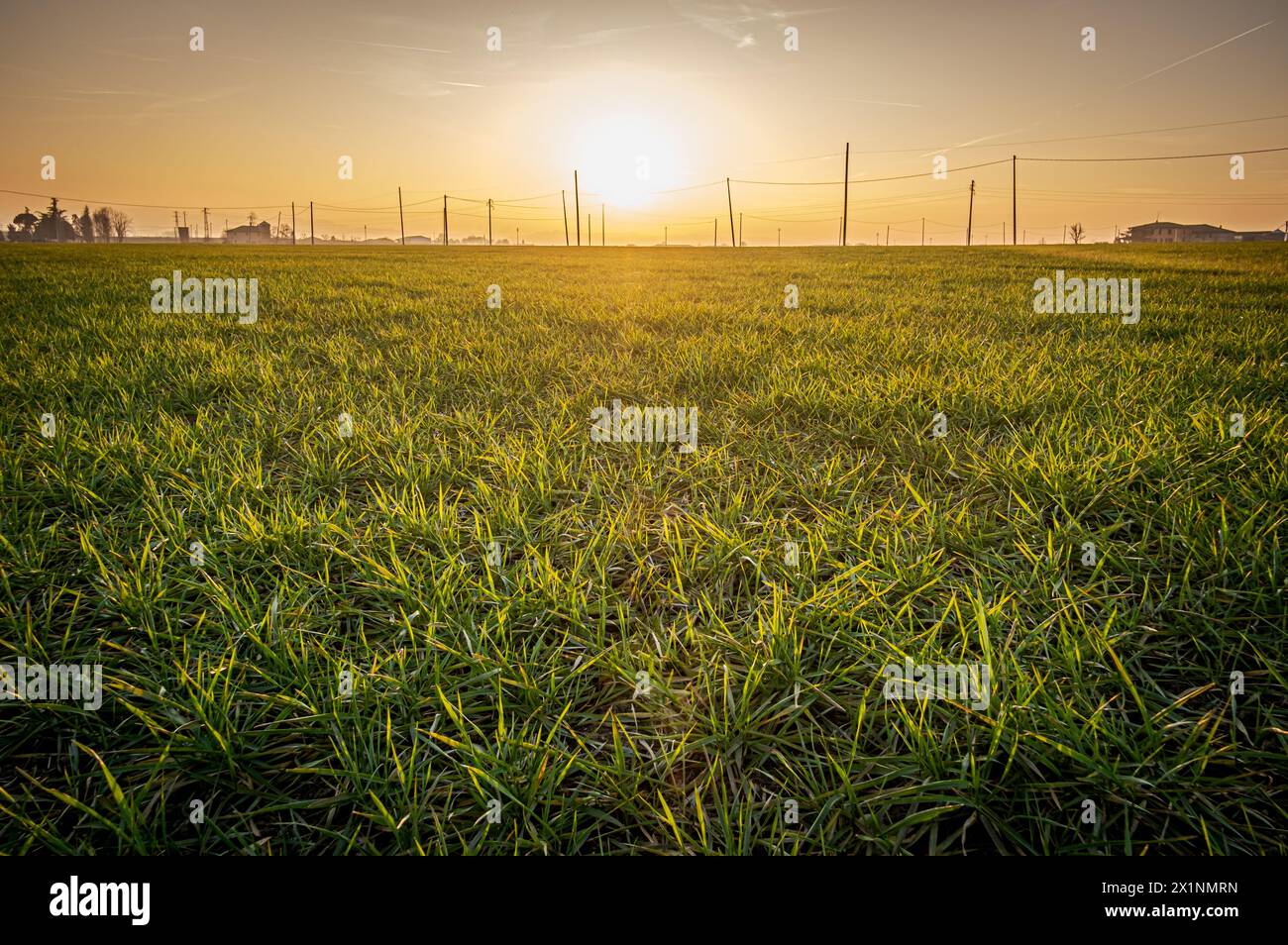 Retroilluminazione grandangolare al tramonto in un campo di grano nella Pianura Padana, molti pali elettrici per la distribuzione di energia in campagna. Provincia di Bologna, Foto Stock