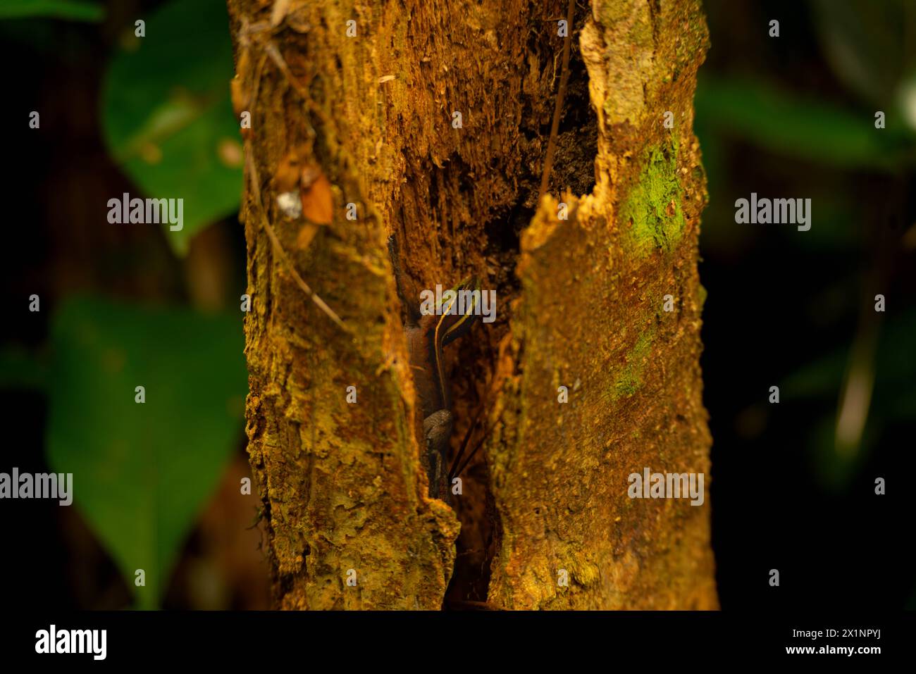 lucertola nascosta in un tronco nella foresta pluviale Foto Stock