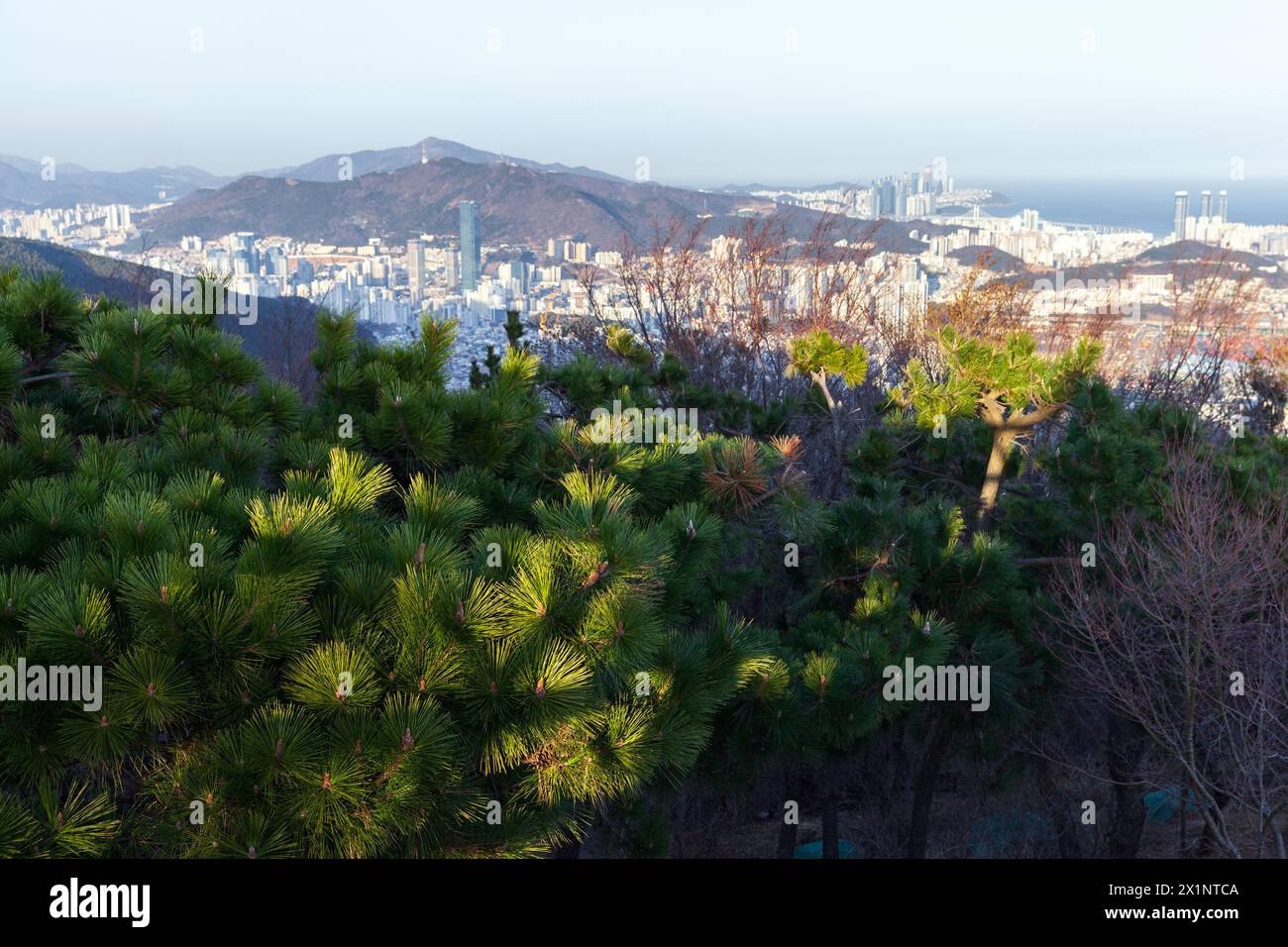 Paesaggio con alberi di pino nel parco di montagna della città di Busan, Corea del Sud Foto Stock