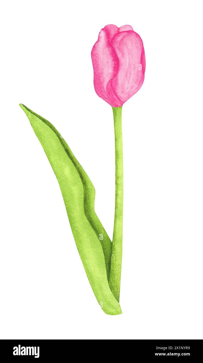 Bellissimo fiore rosa di tulipani ad acquerello. Fiore disegnato a mano. Illustrazione per design, logo, adesivi, invito, stampa, tovagliolo, scrapbooking, biglietto Foto Stock