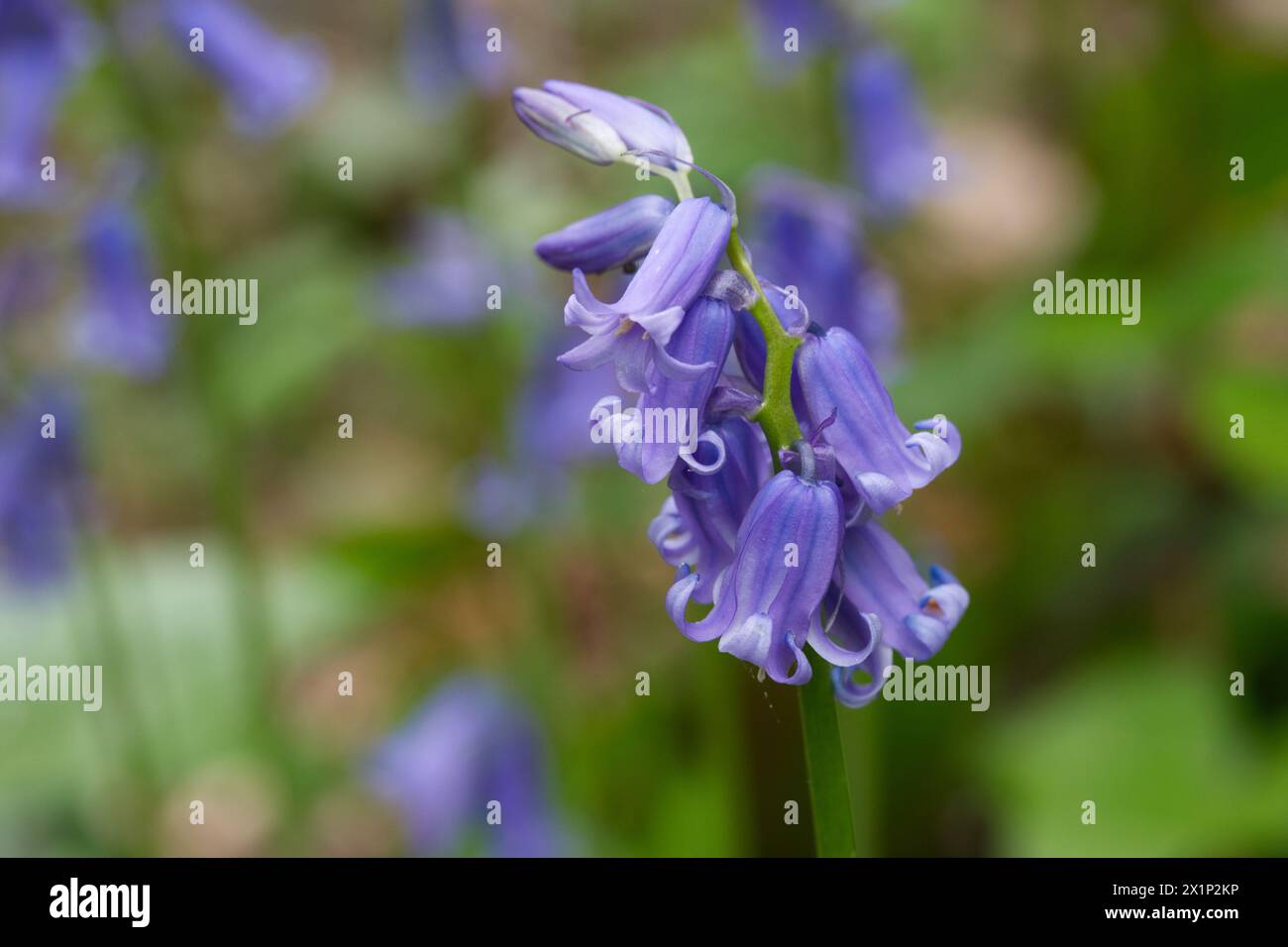 Campanelli in fiore nei boschi di Highgate a nord di Londra, Regno Unito Foto Stock