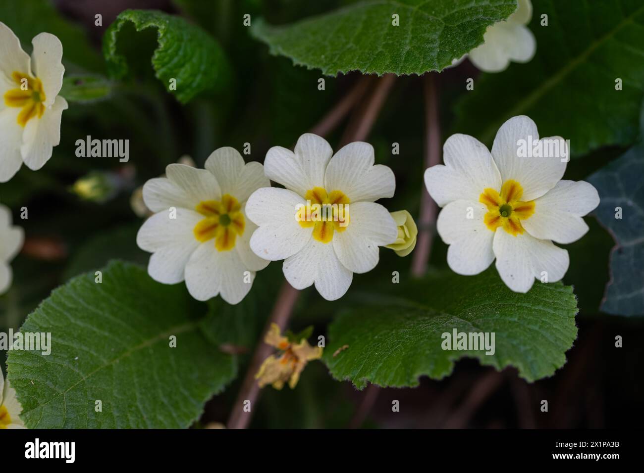 Primula bianca con delicati petali, stami gialli e foglie verdi nella natura, primula macro bianca primavera, fiori fioriti, foto floreali, beaut Foto Stock