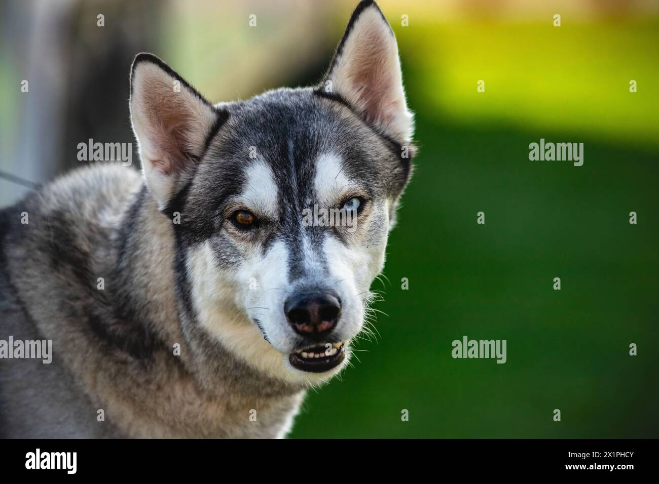 Ritratto di un cane carino. Foto Stock