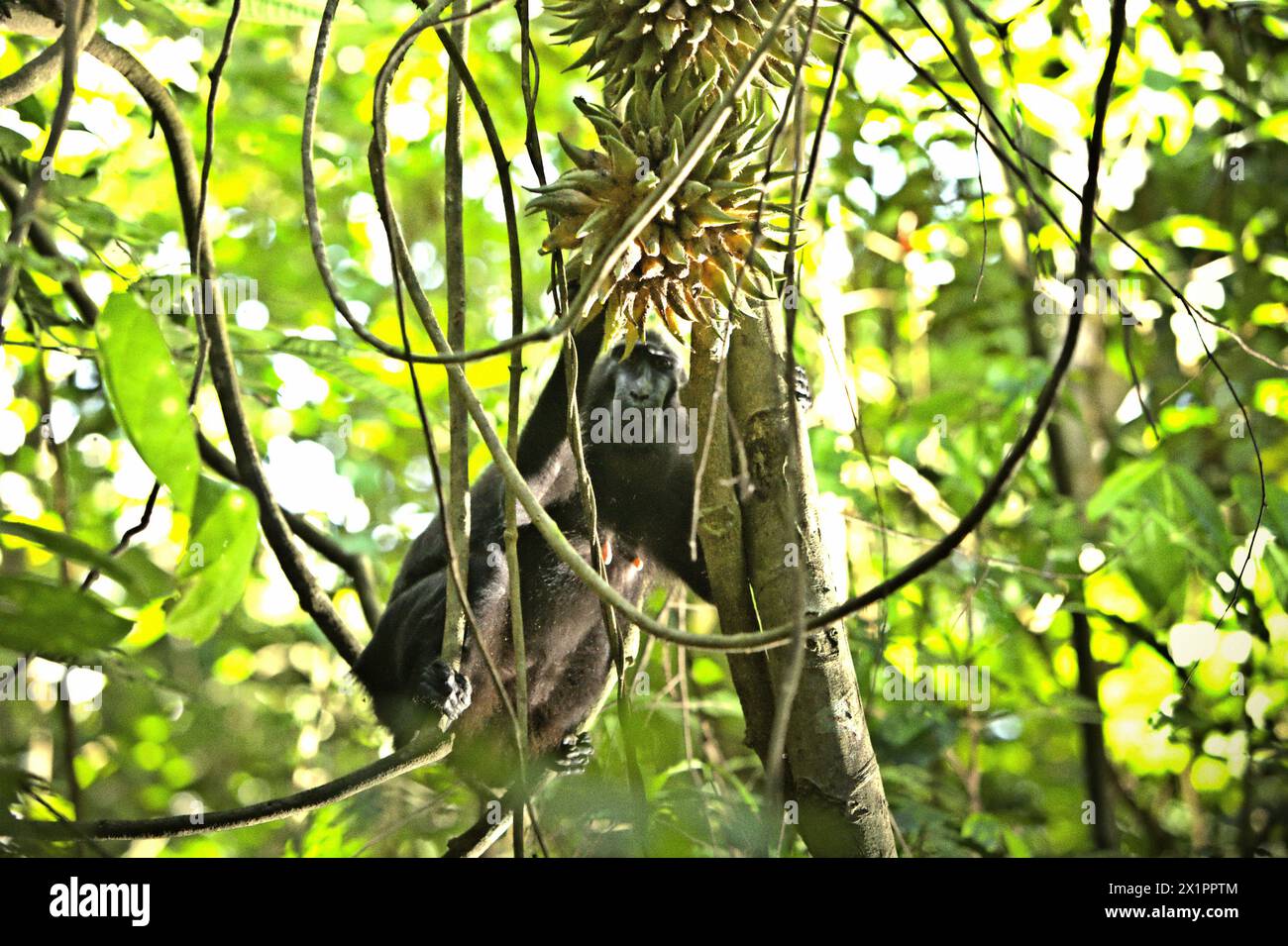 Un macaco crestato (Macaca nigra) picca frutta, mentre sta scalando un vitigno liana nella foresta di Tangkoko, Sulawesi settentrionale, Indonesia. Il cambiamento climatico è uno dei principali fattori che influenzano la biodiversità in tutto il mondo a un ritmo allarmante secondo un team di scienziati guidato da Antonio Acini Vasquez-Aguilar nel loro articolo di ricerca del marzo 2024 pubblicato su Environ Monit Evaluate. Potrebbe spostare la distribuzione geografica di specie, comprese specie che dipendono molto dalla copertura forestale come i primati, dicono, come un altro team di scienziati guidati da Miriam Plaza Pinto avverte che 'circa un quarto. Foto Stock