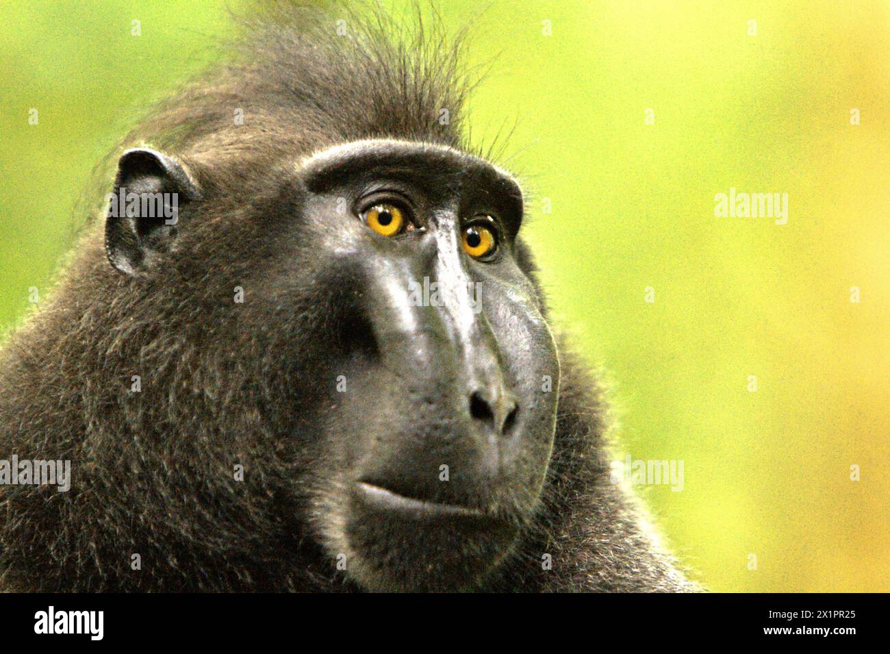 Ritratto di un macaco crestato (Macaca nigra) alfa maschio nella foresta di Tangkoko, Sulawesi settentrionale, Indonesia. Il cambiamento climatico è uno dei principali fattori che influenzano la biodiversità in tutto il mondo a un ritmo allarmante secondo un team di scienziati guidato da Antonio Acini Vasquez-Aguilar nel loro articolo di ricerca del marzo 2024 pubblicato su Environ Monit Evaluate. Potrebbe spostare la distribuzione geografica delle specie, comprese quelle che dipendono molto dalla copertura forestale come i primati, dicono, come un altro gruppo di scienziati guidati da Miriam Plaza Pinto avverte che "circa un quarto dei primati" Foto Stock