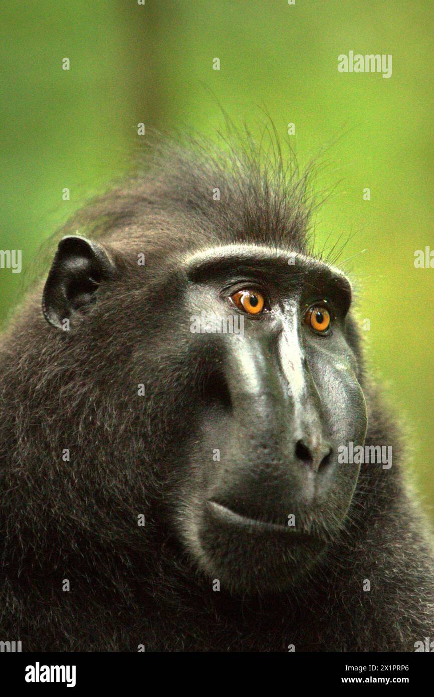 Ritratto di un macaco crestato (Macaca nigra) alfa maschio nella foresta di Tangkoko, Sulawesi settentrionale, Indonesia. Il cambiamento climatico è uno dei principali fattori che influenzano la biodiversità in tutto il mondo a un ritmo allarmante secondo un team di scienziati guidato da Antonio Acini Vasquez-Aguilar nel loro articolo di ricerca del marzo 2024 pubblicato su Environ Monit Evaluate. Potrebbe spostare la distribuzione geografica delle specie, comprese quelle che dipendono molto dalla copertura forestale come i primati, dicono, come un altro gruppo di scienziati guidati da Miriam Plaza Pinto avverte che "circa un quarto dei primati" Foto Stock