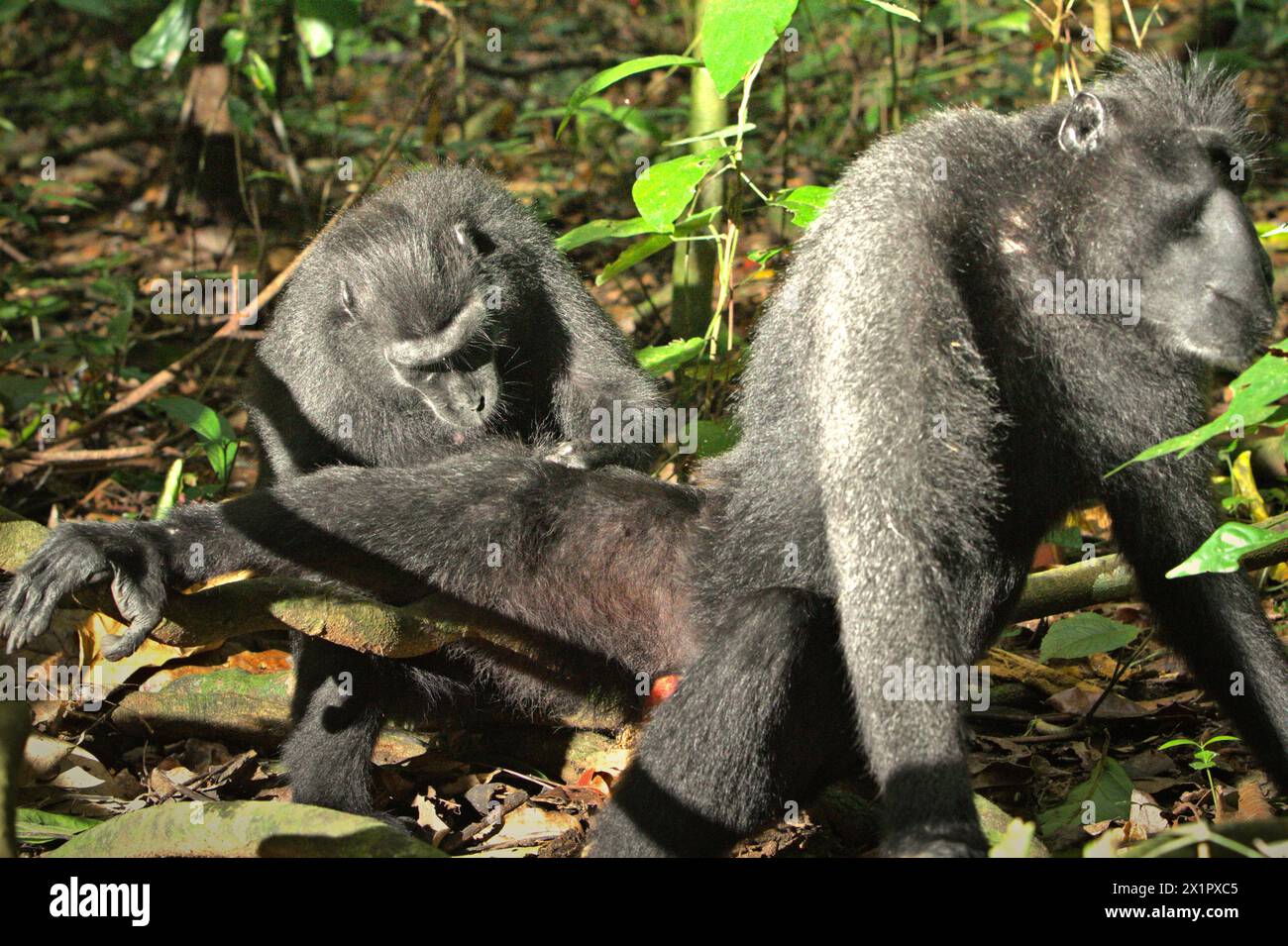 Un macaco crestato (Macaca nigra) sposa un altro individuo, mentre si trova a terra nella foresta di Tangkoko, Sulawesi settentrionale, Indonesia. Il cambiamento climatico è uno dei principali fattori che influenzano la biodiversità in tutto il mondo a un ritmo allarmante, secondo un team di scienziati guidati da Antonio Acini Vasquez-Aguilar nel loro documento di ricerca pubblicato per la prima volta nel marzo 2024 sul numero di Environ Monit Evaluate. "Potrebbe spostare la distribuzione geografica delle specie, comprese le specie che dipendono molto dalla copertura forestale", hanno scritto. In altre parole, il cambiamento climatico può ridurre l'idoneità dell'habitat dei primati... Foto Stock