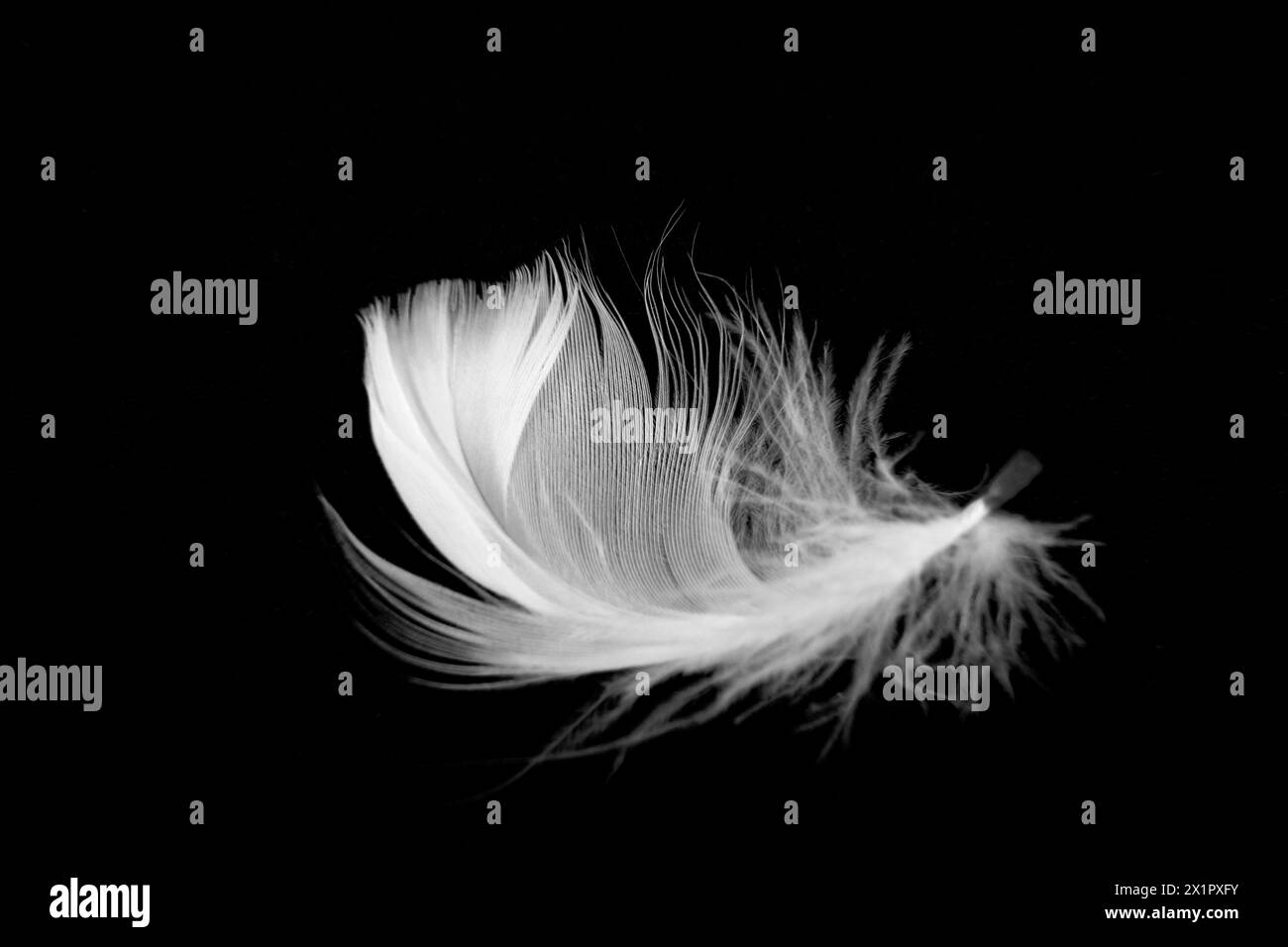 Primo piano del piumaggio rosa piuma isolato su nero Foto Stock