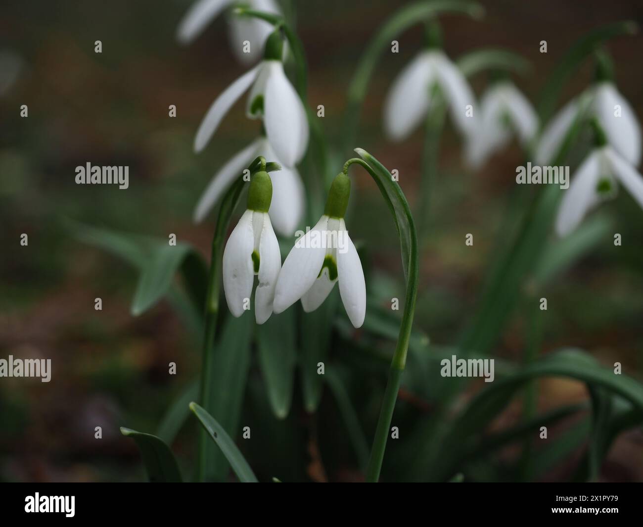 Gocce di neve in un parco a Szczecin in Polonia Foto Stock