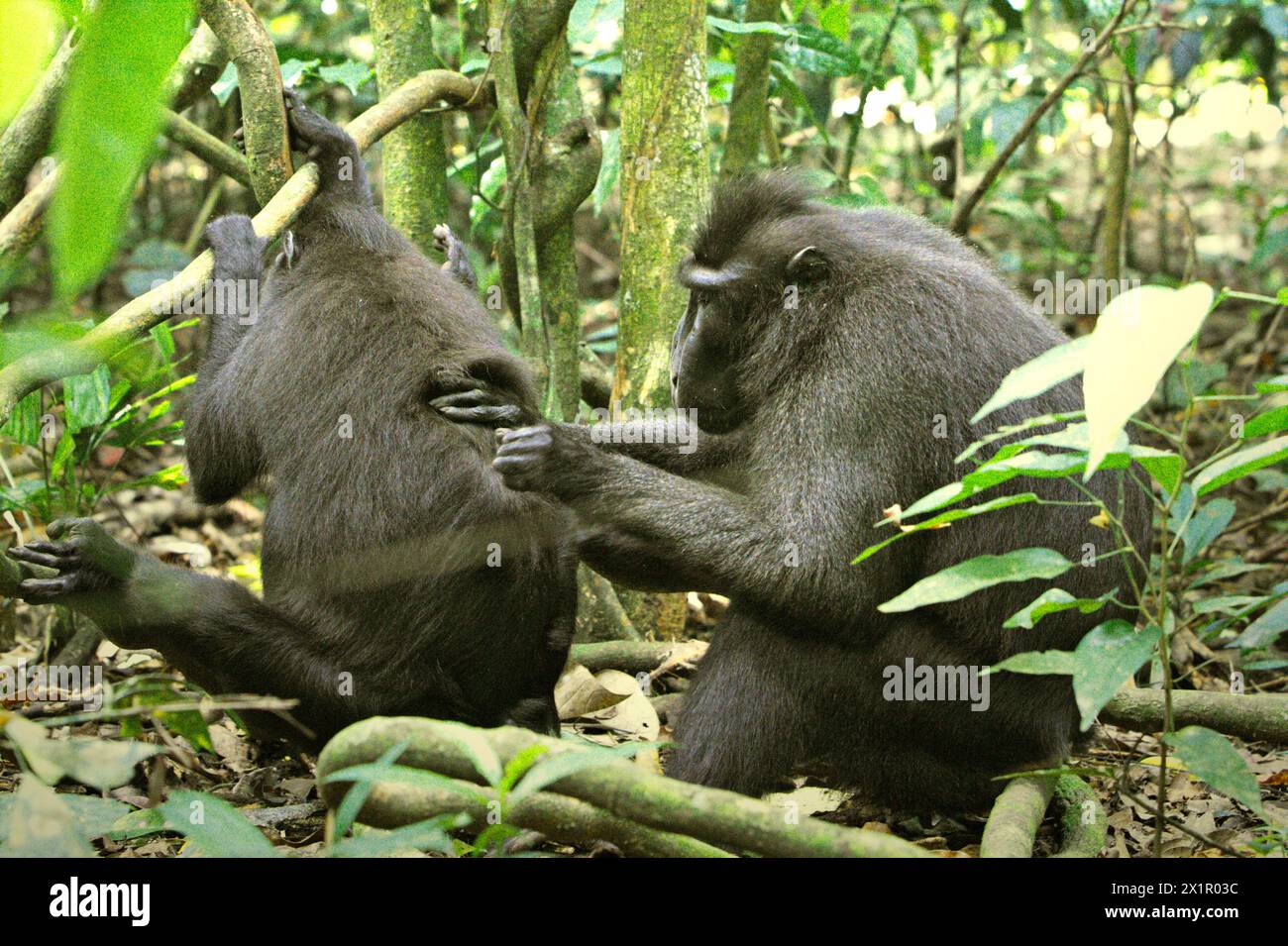 Un macaco crestato (Macaca nigra) sposa un altro individuo, mentre si trova a terra nella foresta di Tangkoko, Sulawesi settentrionale, Indonesia. Il cambiamento climatico è uno dei principali fattori che influenzano la biodiversità in tutto il mondo a un ritmo allarmante, secondo un team di scienziati guidati da Antonio Acini Vasquez-Aguilar nel loro documento di ricerca pubblicato per la prima volta nel marzo 2024 sul numero di Environ Monit Evaluate. "Potrebbe spostare la distribuzione geografica delle specie, comprese le specie che dipendono molto dalla copertura forestale", hanno scritto. In altre parole, il cambiamento climatico può ridurre l'idoneità dell'habitat dei primati... Foto Stock