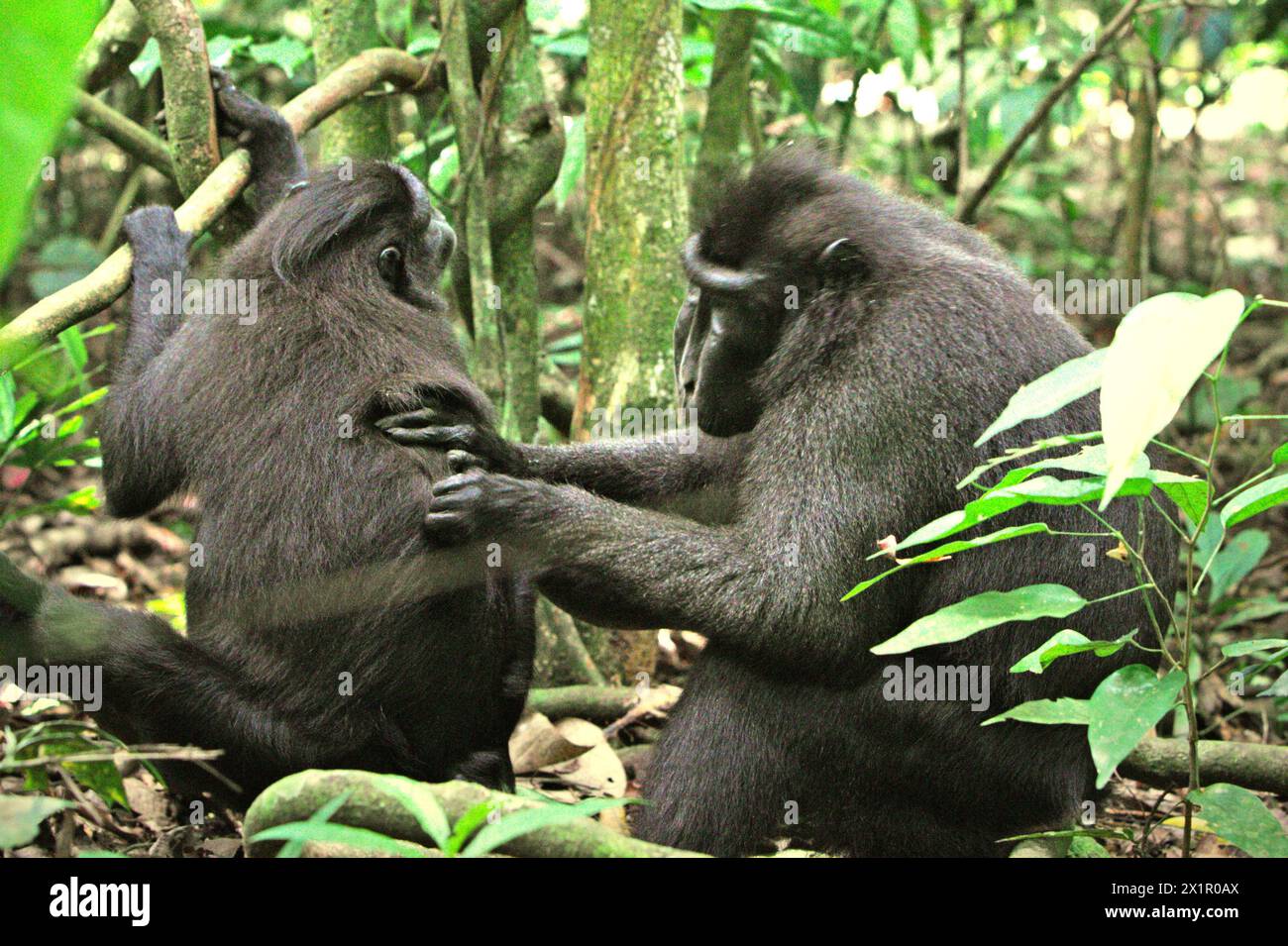 Un macaco crestato (Macaca nigra) sposa un altro individuo, mentre si trova a terra nella foresta di Tangkoko, Sulawesi settentrionale, Indonesia. Il cambiamento climatico è uno dei principali fattori che influenzano la biodiversità in tutto il mondo a un ritmo allarmante, secondo un team di scienziati guidati da Antonio Acini Vasquez-Aguilar nel loro documento di ricerca pubblicato per la prima volta nel marzo 2024 sul numero di Environ Monit Evaluate. "Potrebbe spostare la distribuzione geografica delle specie, comprese le specie che dipendono molto dalla copertura forestale", hanno scritto. In altre parole, il cambiamento climatico può ridurre l'idoneità dell'habitat dei primati... Foto Stock