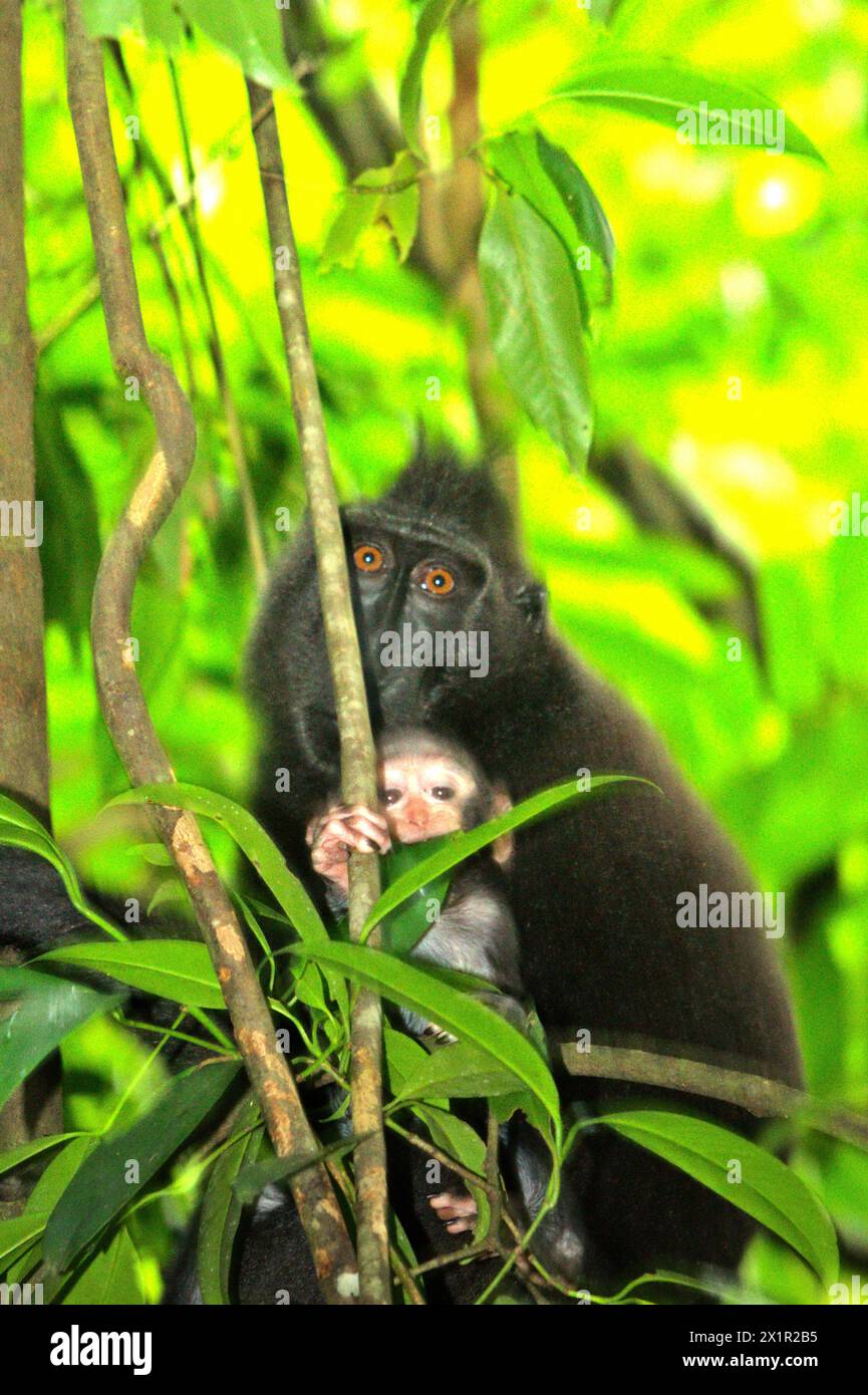 Un macaco crestato (Macaca nigra) femmina con una progenie nella foresta di Tangkoko, Sulawesi settentrionale, Indonesia. Il cambiamento climatico è uno dei principali fattori che influenzano la biodiversità in tutto il mondo a un ritmo allarmante secondo un team di scienziati guidato da Antonio Acini Vasquez-Aguilar nel loro articolo di ricerca del marzo 2024 pubblicato su Environ Monit Evaluate. Potrebbe spostare la distribuzione geografica delle specie, comprese specie che dipendono molto dalla copertura forestale come i primati, dicono, come un altro team di scienziati guidati da Miriam Plaza Pinto avverte che "circa un quarto dei primati" ha... Foto Stock
