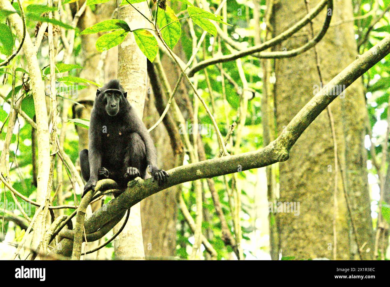 Un macaco crestato (Macaca nigra) nella foresta di Tangkoko, Sulawesi settentrionale, Indonesia. Il cambiamento climatico è uno dei principali fattori che influenzano la biodiversità in tutto il mondo a un ritmo allarmante secondo un team di scienziati guidato da Antonio Acini Vasquez-Aguilar nel loro articolo di ricerca del marzo 2024 pubblicato su Environ Monit Evaluate. Potrebbe spostare la distribuzione geografica delle specie, comprese specie che dipendono molto dalla copertura forestale come i primati, dicono, come un altro team di scienziati guidati da Miriam Plaza Pinto avverte che "circa un quarto dei primati" ha temperature superiori a... Foto Stock