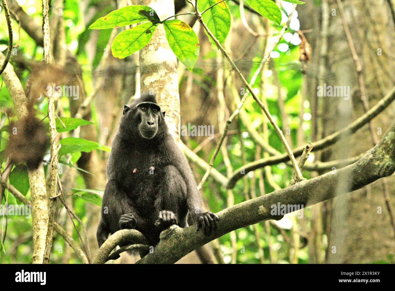 Un macaco crestato (Macaca nigra) nella foresta di Tangkoko, Sulawesi settentrionale, Indonesia. Il cambiamento climatico è uno dei principali fattori che influenzano la biodiversità in tutto il mondo a un ritmo allarmante secondo un team di scienziati guidato da Antonio Acini Vasquez-Aguilar nel loro articolo di ricerca del marzo 2024 pubblicato su Environ Monit Evaluate. Potrebbe spostare la distribuzione geografica delle specie, comprese specie che dipendono molto dalla copertura forestale come i primati, dicono, come un altro team di scienziati guidati da Miriam Plaza Pinto avverte che "circa un quarto dei primati" ha temperature superiori a... Foto Stock