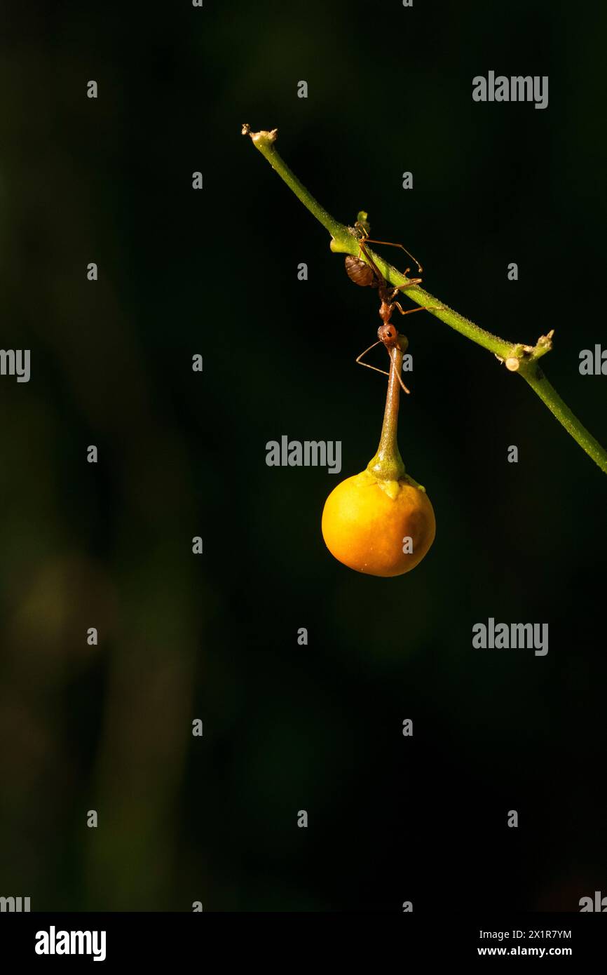 Un tipo di formica in Indonesia, come la formica tessitrice, è in grado di sollevare un oggetto 100 volte più pesante della sua dimensione corporea. Foto Stock