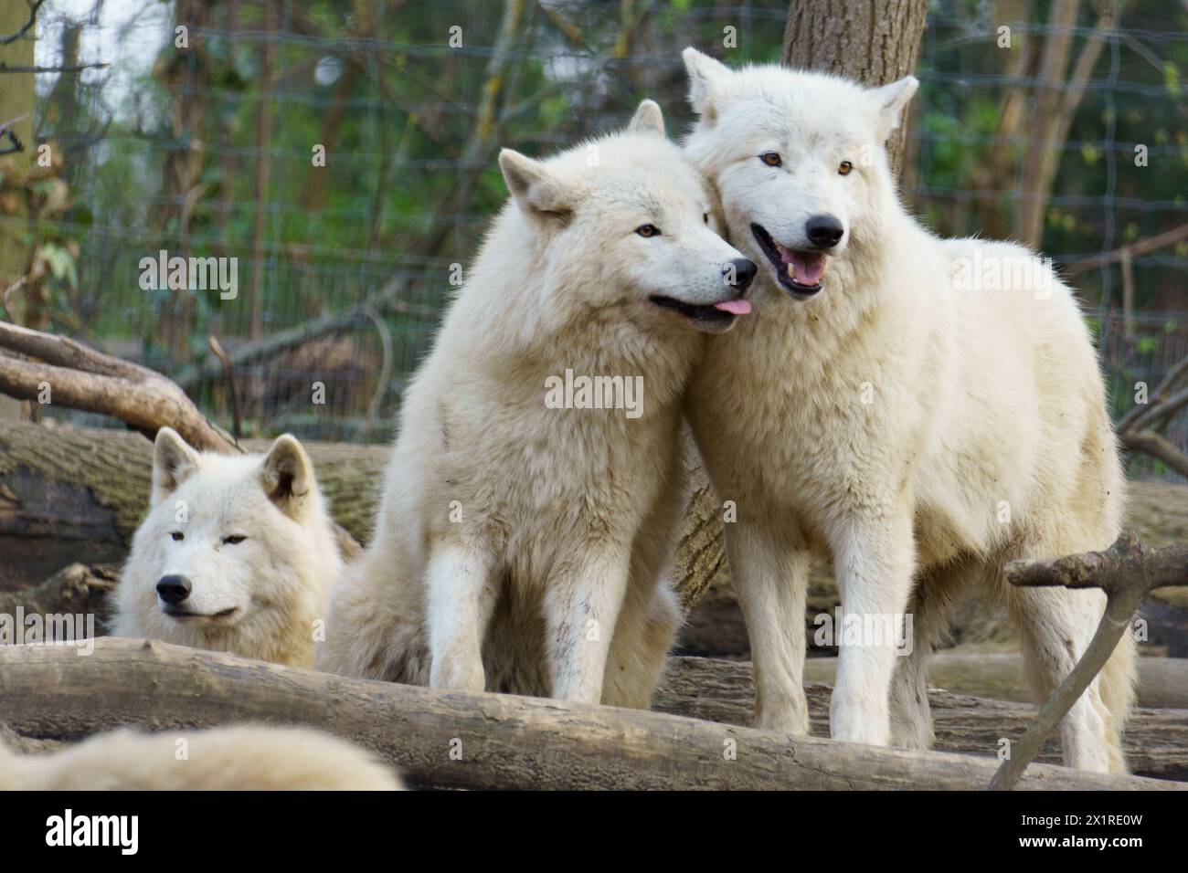 Pacchetto di tre lupi artici (Canis lupus arctos) chiamati anche lupo polare o lupo bianco Foto Stock