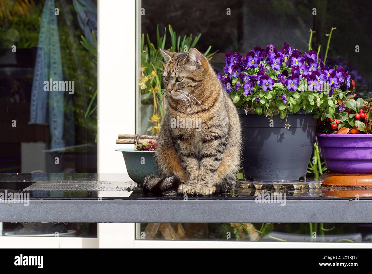 European Shorthair, gatto domestico che riposa su un tavolo da patio in vetro nero con viola e checkerberry. Sunny, Spring, April, Paesi Bassi Foto Stock