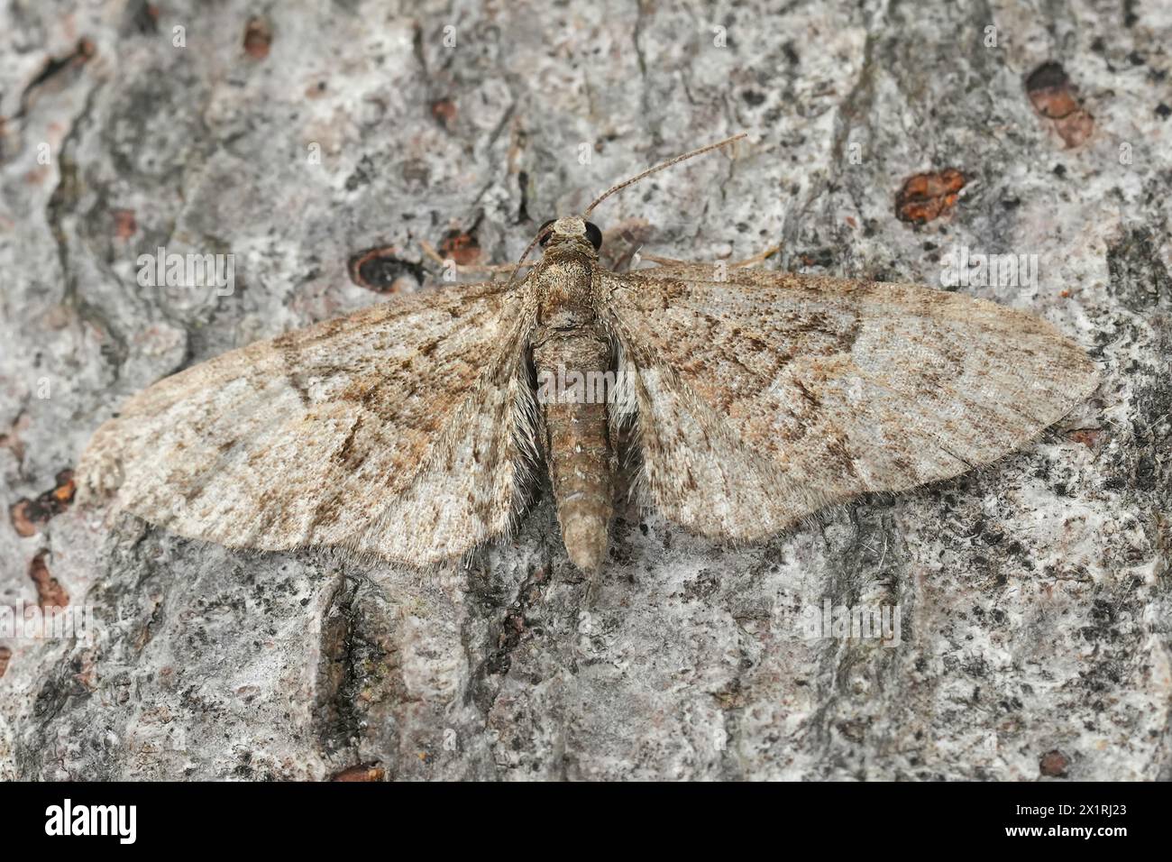Primo piano dettagliato su una micro falena Brindled Pug, abbreviata Eupithecia con ali di psread Foto Stock