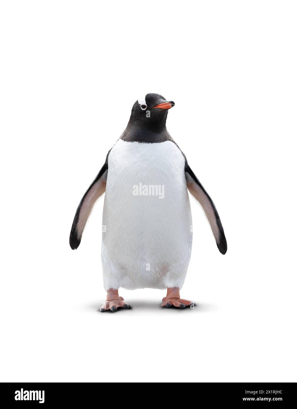 Pinguino Gentoo isolato su sfondo bianco. Foto Stock