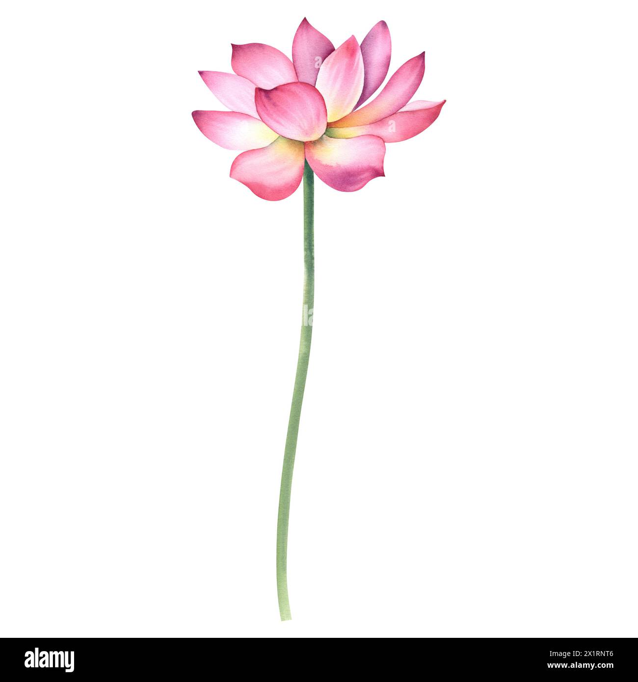 Primo piano del fiore di loto. Illustrazione acquerello di una ninfea su sfondo bianco. Un pacchetto per la clipart di saloni spa e design zen Foto Stock