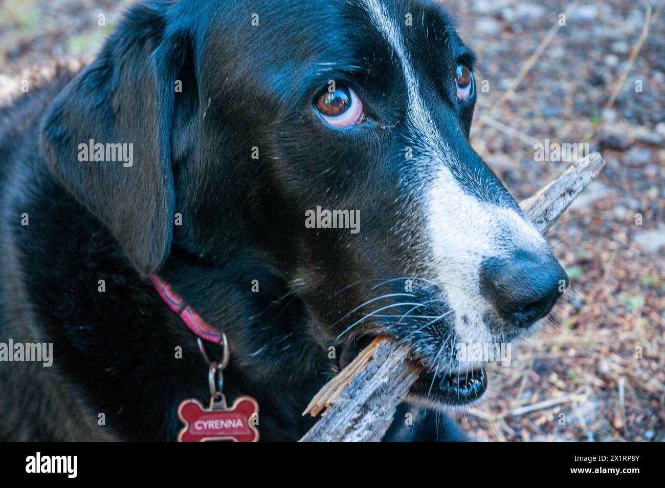 Il laboratorio nero e il collie mescolano masticazioni di cane su un bastoncino. Portland, Oregon Foto Stock