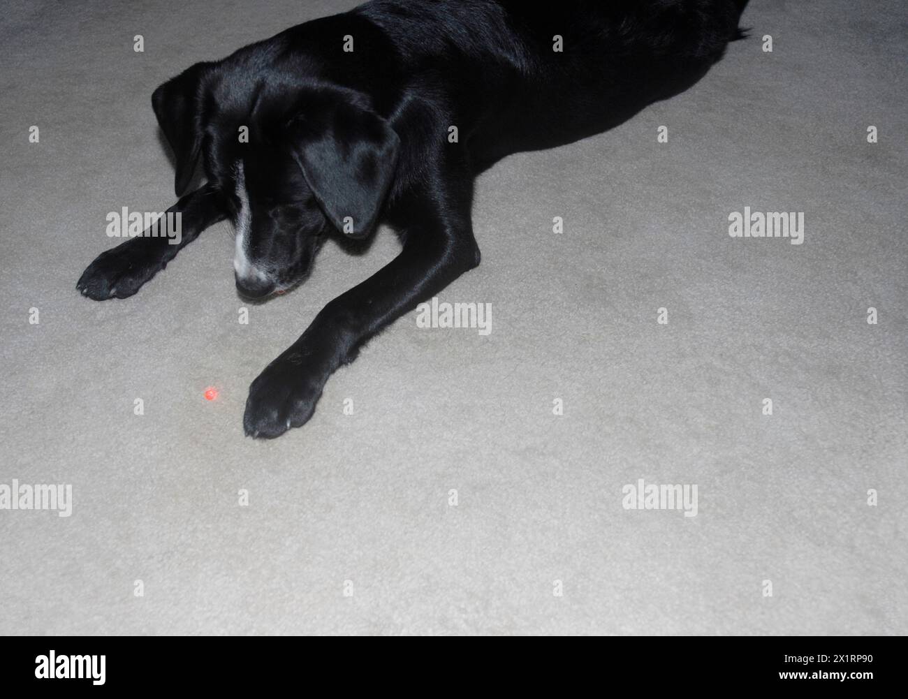 Il cane da laboratorio nero e il collie mescolano i giochi con una luce laser. Portland, Oregon Foto Stock