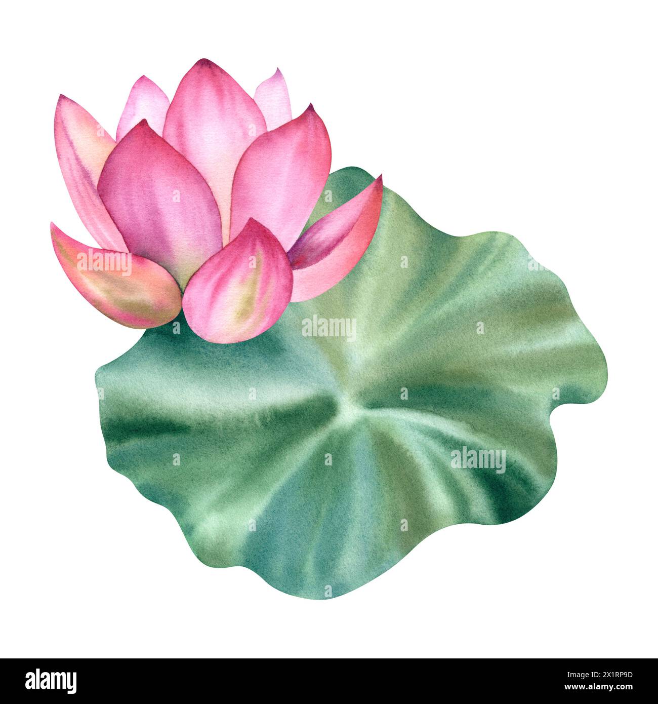 Fiori di loto rosa e foglie. Illustrazione ad acquerello disegnata a mano. Una composizione con un loto. Giglio d'acqua cinese. Un modello per la progettazione del post Foto Stock