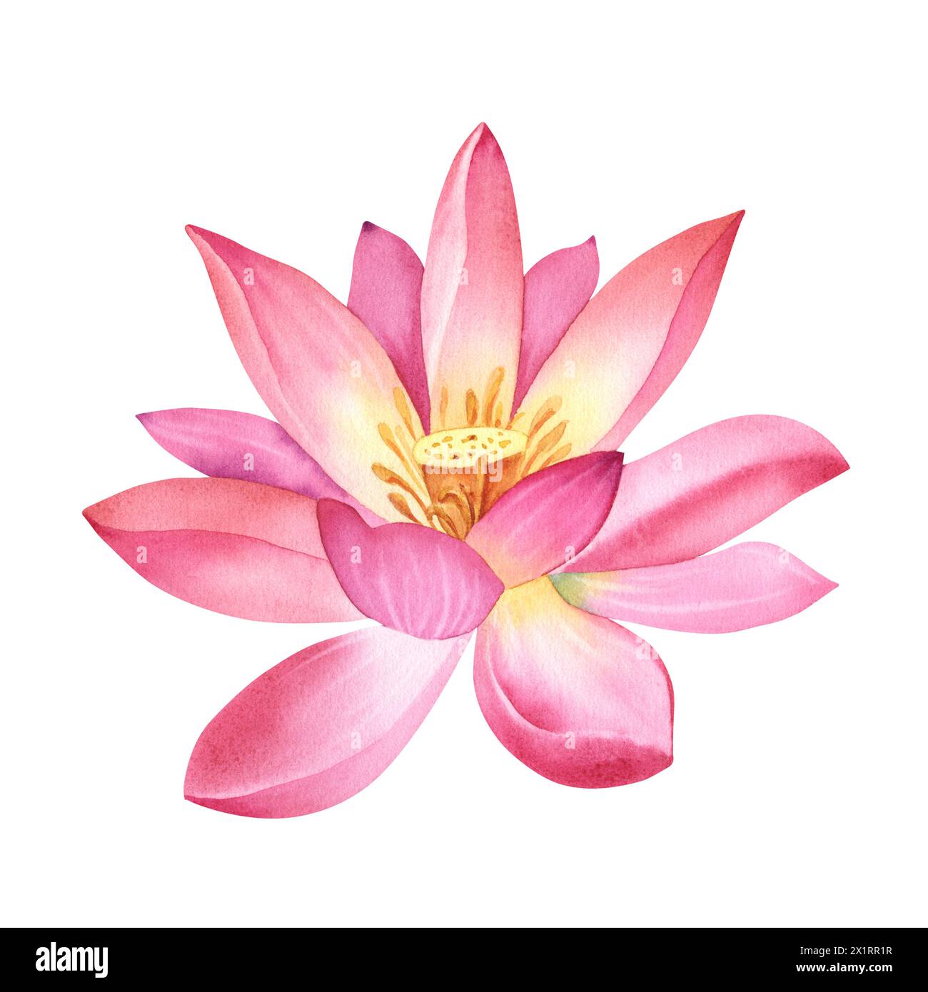 Fiore di loto rosa su sfondo bianco isolato. Illustrazione acquerello di una ninfea per il design di una spa. Disegno di un giglio d'acqua cinese per il greeti Foto Stock