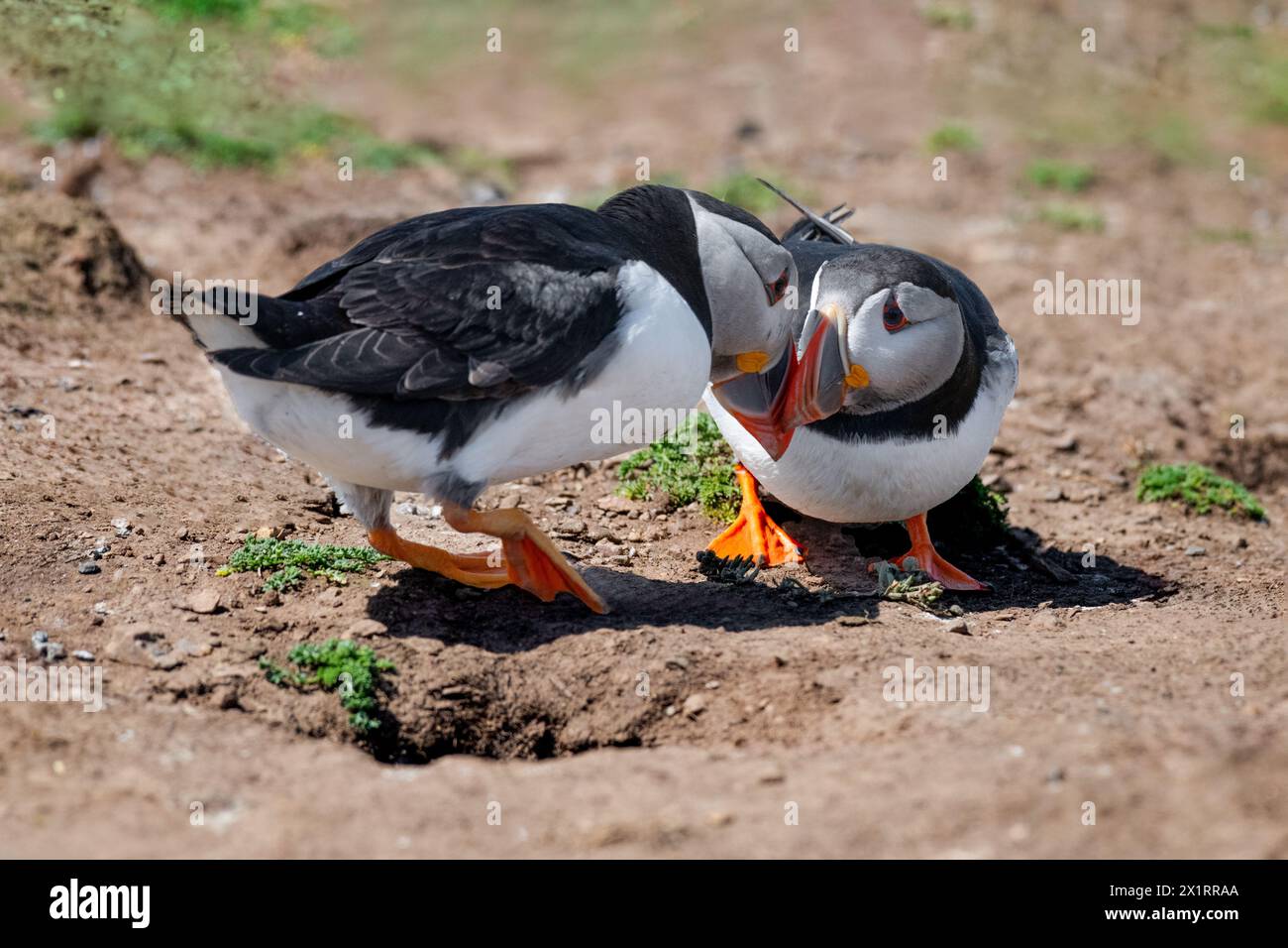 Due pulcinelle di mare dell'Atlantico, Fratercula arctica, fotografate mentre si trovano a terra. I loro becchi si toccano mentre si guardano negli occhi Foto Stock