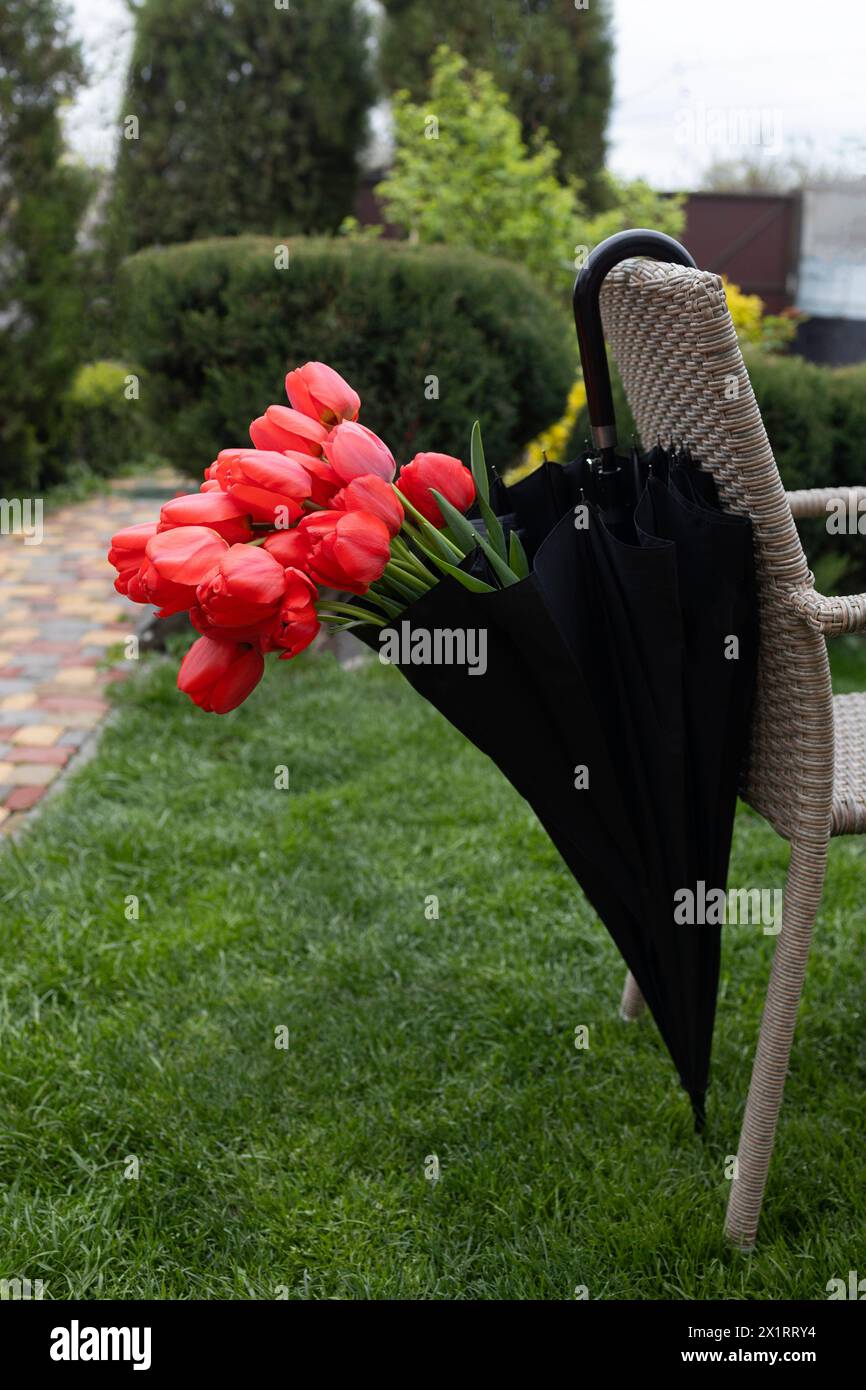 bouquet di tulipani rossi in un ombrello nero appeso su una sedia. in piedi su un prato verde. Sorpresa, piacevole regalo inaspettato, segno di attenzione, gratito Foto Stock