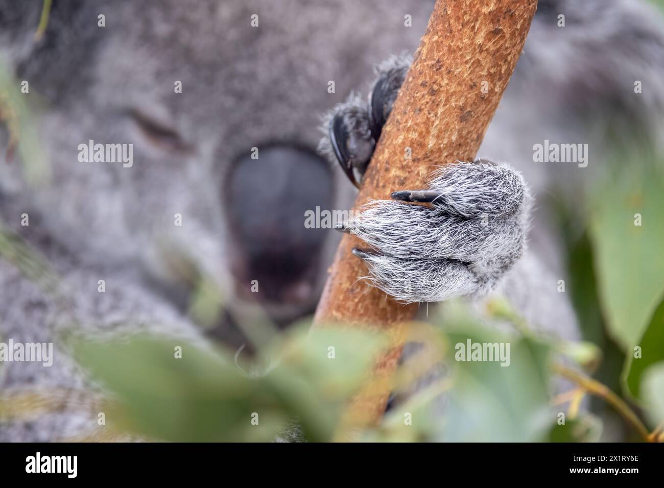 Koala che si prende la mano di un ramo d'albero. I koala, Phascolarctos cinereus, hanno due pollici opposti per aumentare la presa, oltre a lunghi artigli affilati. Fine specie Foto Stock